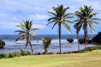 Palm trees on beach against sky