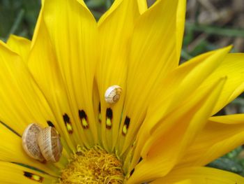 Close-up of butterfly pollinating on yellow flower