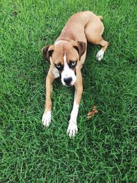 High angle view of puppy on grass