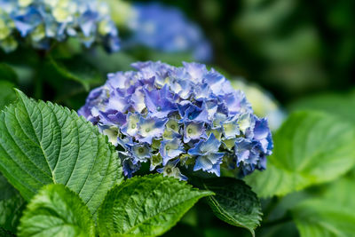 Close-up of purple flowering plant