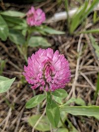 Close-up of pink flowering plants on field