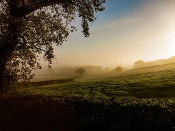 Scenic view of field against sky