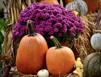 Close-up of fresh purple pumpkins in market