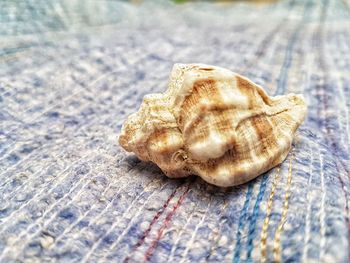 Close-up of a shell