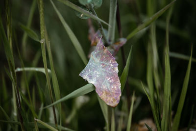 plant