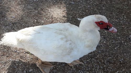 High angle view of bird on land