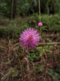 Close-up of purple thistle blooming on field