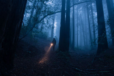 Man holding illuminated flashlight by trees in forest