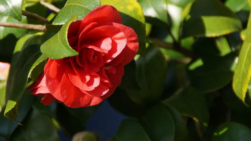 Close-up of red rose blooming outdoors