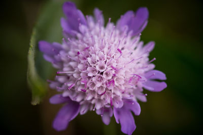 Close-up of purple flowering plant