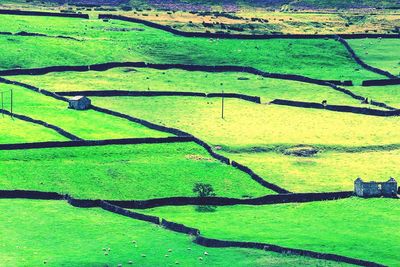 Trees on grassy field