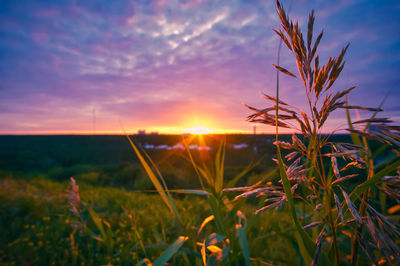 Close-up of stalks against sunset sky