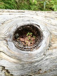Close-up of hole on tree trunk