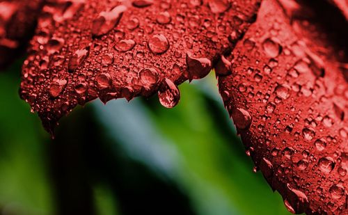 Close-up of water drops on leaf