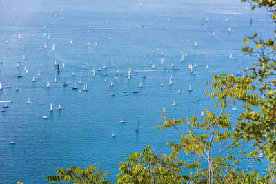 High angle view of plants by sea