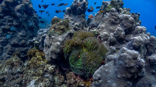 View of fish underwater