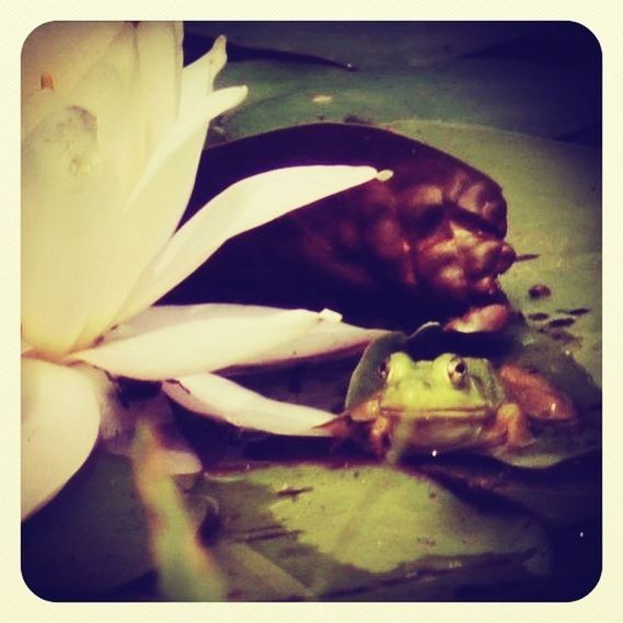 Frog hiding by a lily pad.