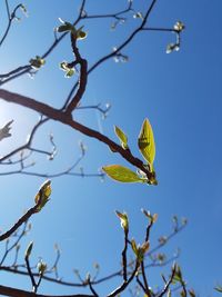 Low angle view of bare tree against clear blue sky