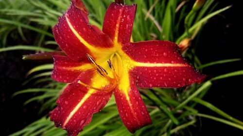 Close-up of red flower