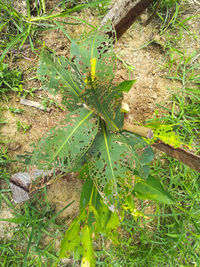 High angle view of plant on field