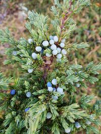 Close-up of flowering plant