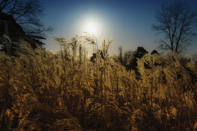 Plants growing on field against sky during sunset