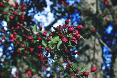 Close-up of red flowering plant against trees