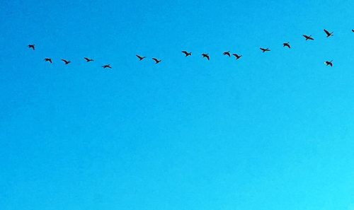 Low angle view of birds flying against clear blue sky