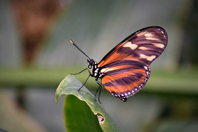 Close-up of butterfly on flower