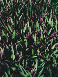 Full frame shot of plants growing on field