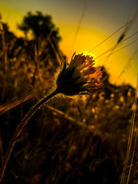 Close-up of flowering plant on field against sky