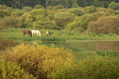 Horses in a lake