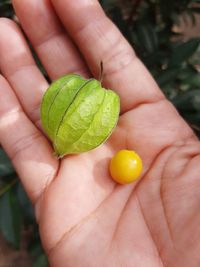 Close-up of hand holding fruit