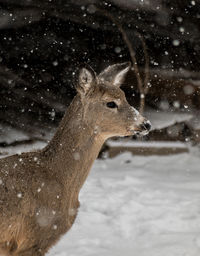 White-tailed deer standing on snow covered field