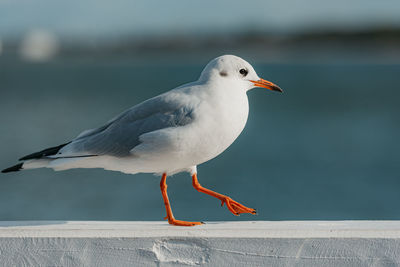 Close-up of seagull perching on retaining wall