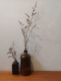 Potted plant on table against wall