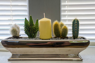 Potted plants on table at home