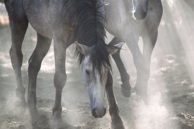 View of horse in water