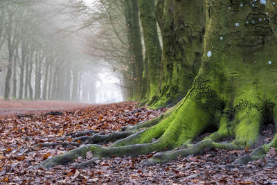 Scenic view of trees during foggy weather