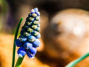 Close-up of blue berries