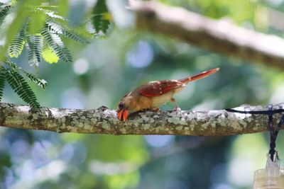 Close-up of bird perching on branch