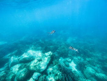 View of fishes swimming in sea