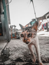 Close-up portrait of a cat