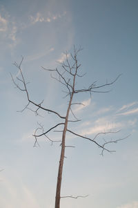 Low angle view of bare tree against sky