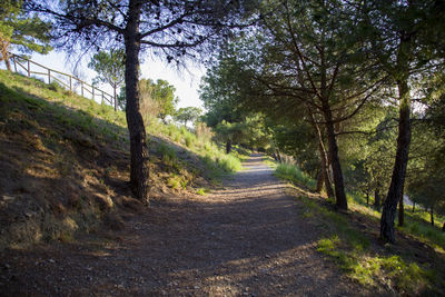 Road amidst trees against sky