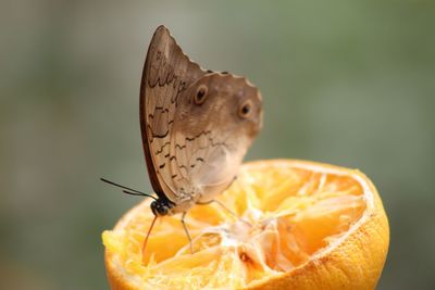 Close-up of butterfly on orange flower