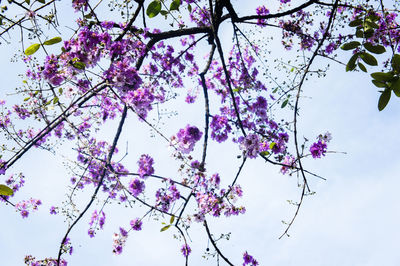 Low angle view of pink cherry blossoms against sky