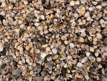 Texture of thousands seashells, empty shell on beach