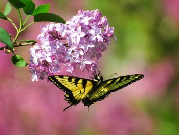 Close-up of butterfly pollinating on purple flower