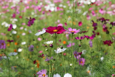 Close-up of cosmos flowers blooming on field